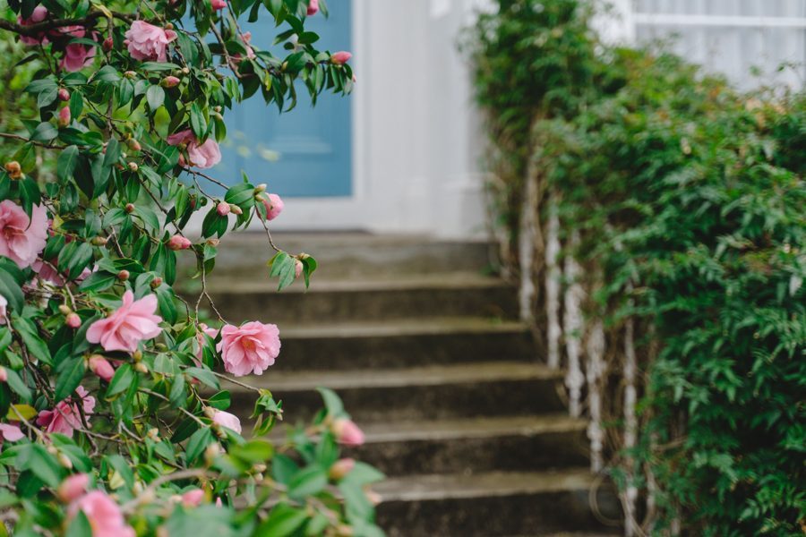 Pink camellia blooms beside a garden entrance staircase